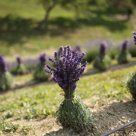 Lavender Valley Perekrestnoye Ngoại thất bức ảnh