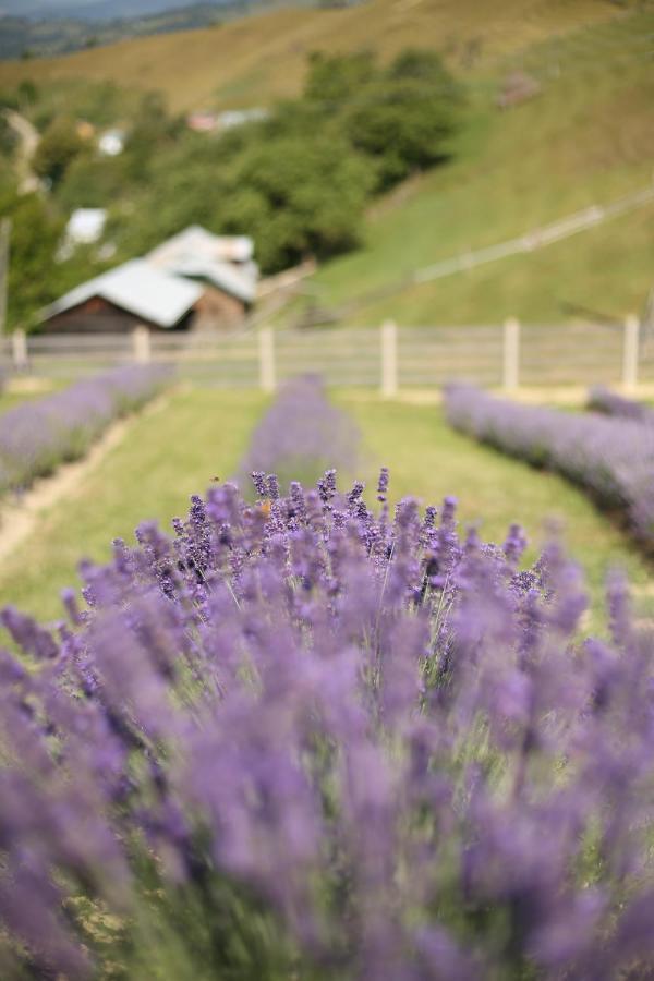 Lavender Valley Perekrestnoye Ngoại thất bức ảnh