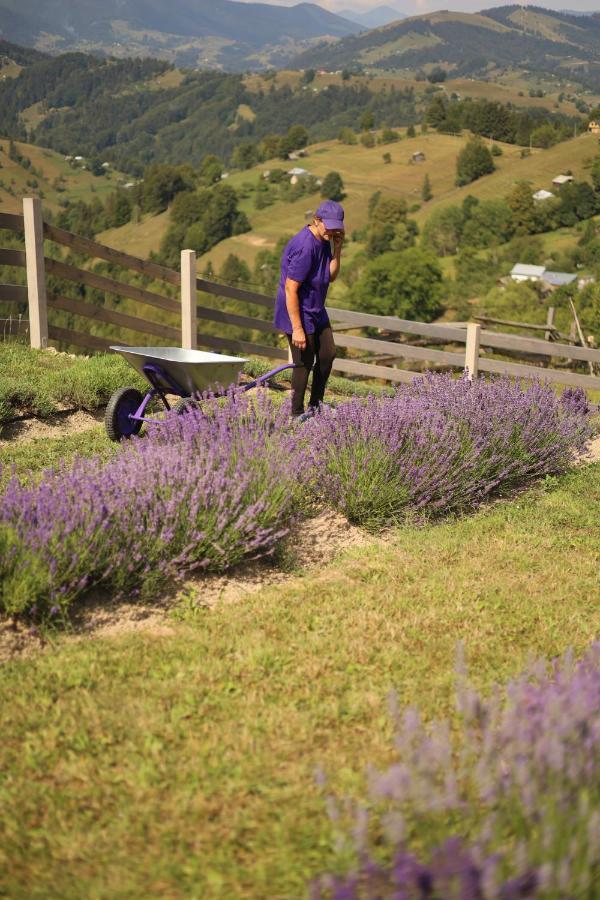 Lavender Valley Perekrestnoye Ngoại thất bức ảnh